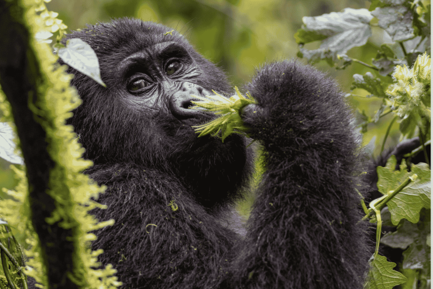 Goryle górskie w Ugandzie – trekking w Bwindi i ciekawostki