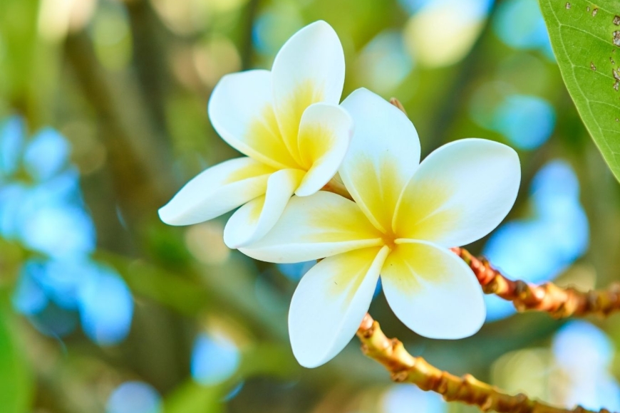 Kuchnia kreolska Reunionu