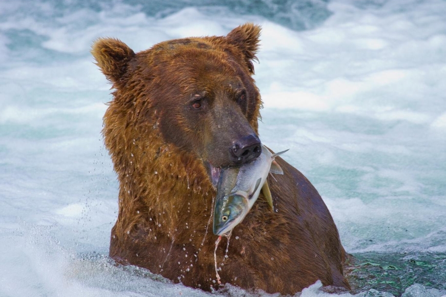 Niedźwiedzie i łososie - wielkie spotkanie drapieżnika z migracją życia