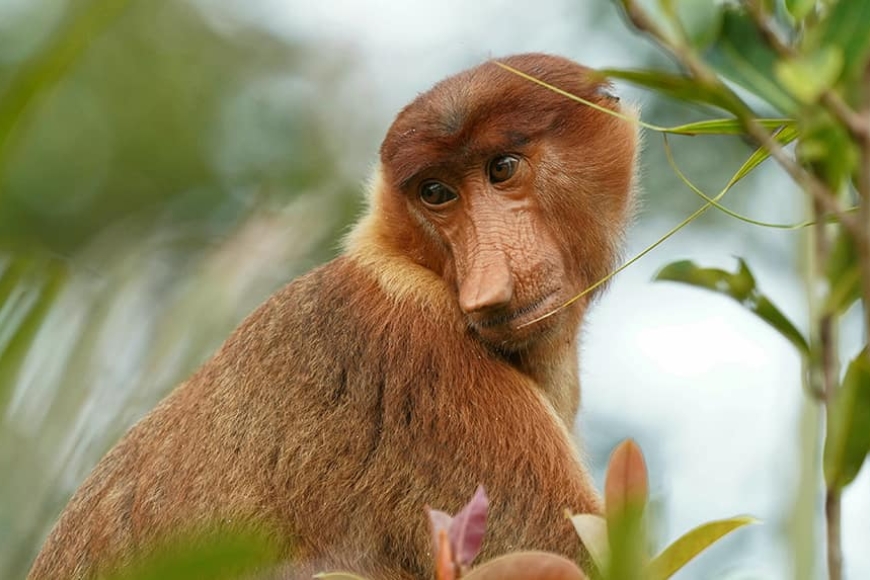 Nosacze, orangutany i Tarsjery. Gdzie szukać najdziwniejszych zwierząt Azji Południowo-Wschodniej?