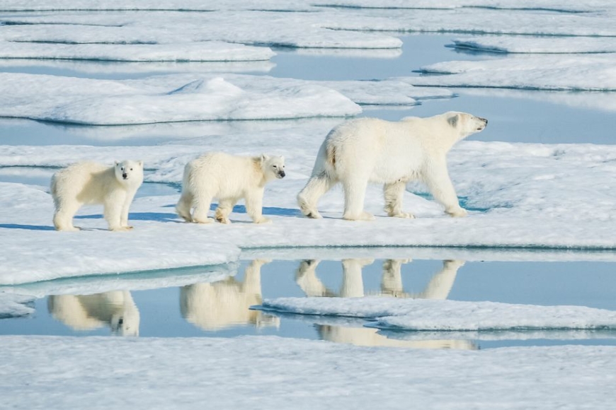 Niedźwiedzie polarne na Spitsbergenie - rejs ekspedycyjny z Prestige Tours