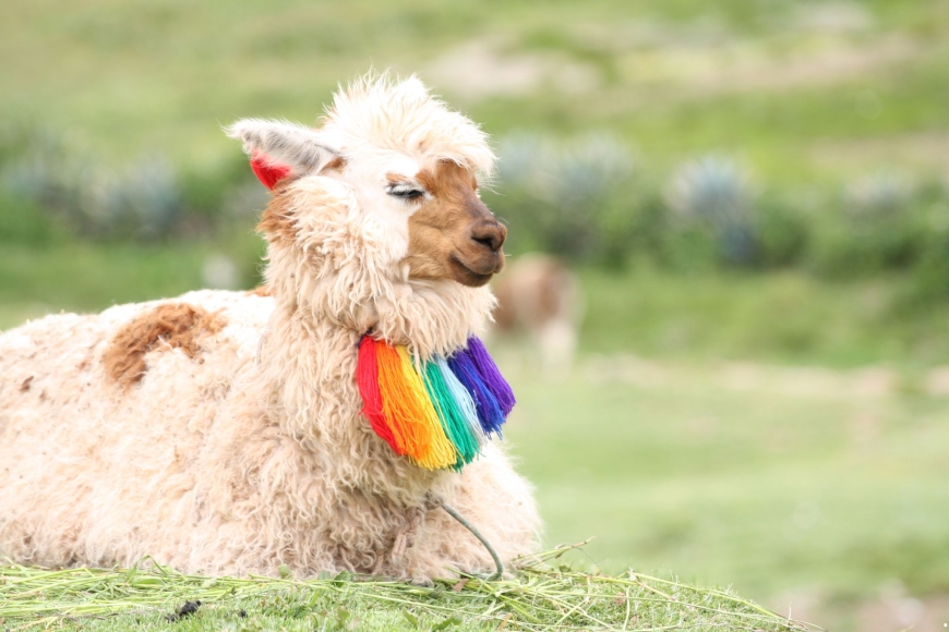 Lama