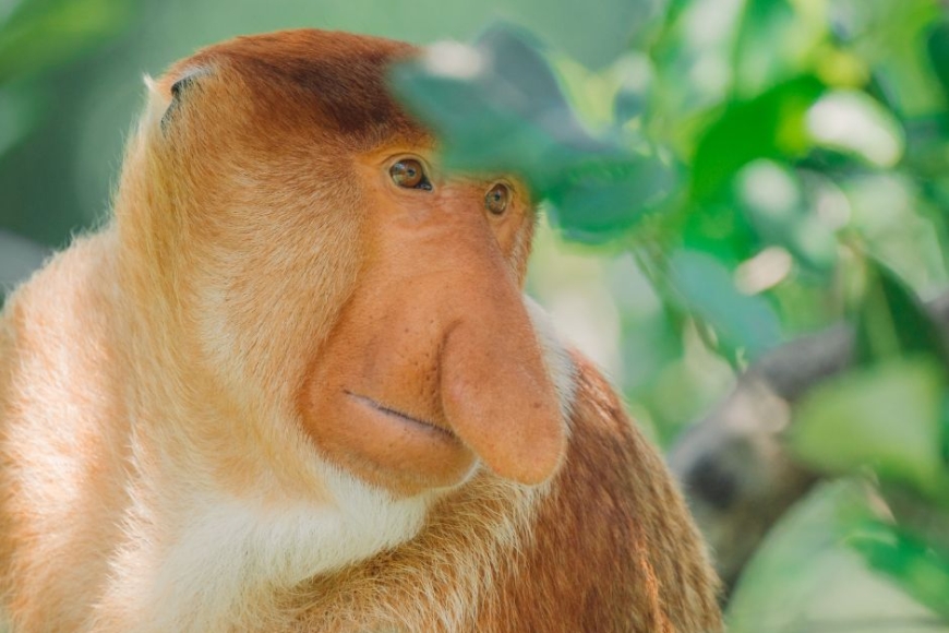 Małpy nosacze - Borneo - wycieczka egzotyczna z Prestige Tours