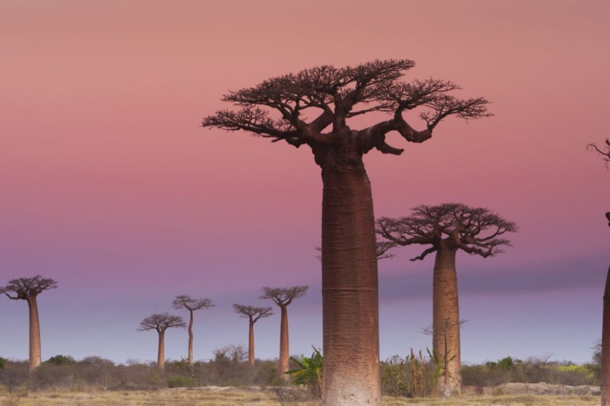 Baobaby Madagaskaru - ciekawostki - wycieczki egzotyczne z Prestige Tours