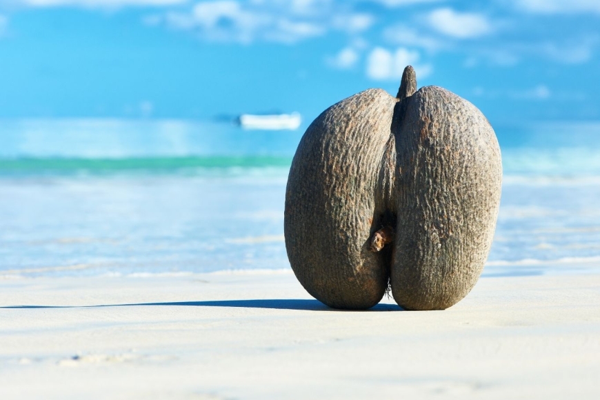 Seszele - coco de mar