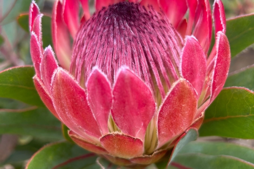 Protea - kwiat