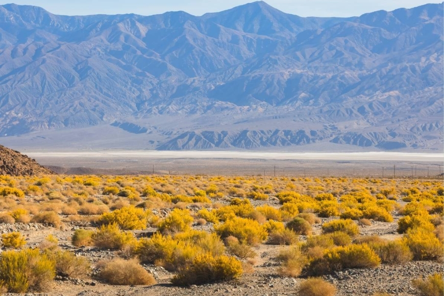 Death valley przyroda i zwierzęta wycieczka Prestige Tours