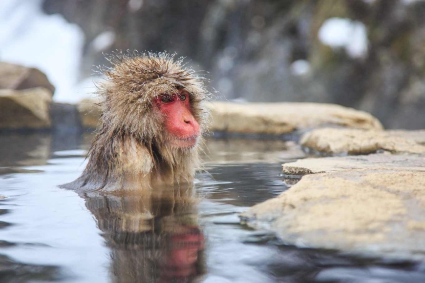 Jigokudani Monkey Park - wycieczka z Prestige Tours