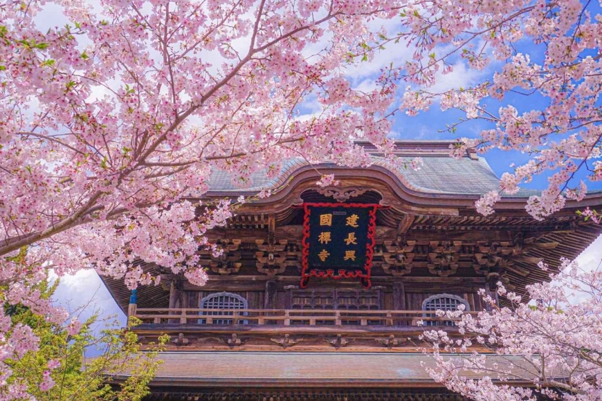 Sakura - Japonia