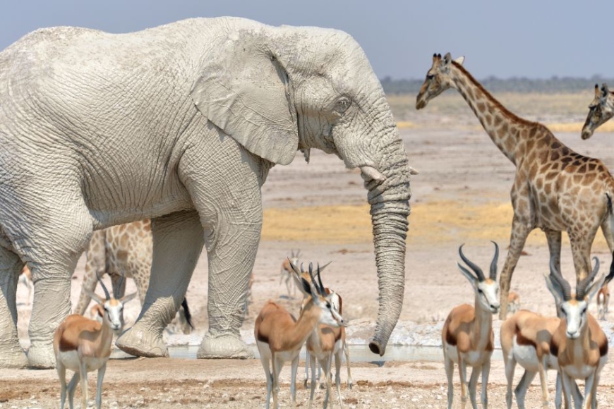 Park Narodowy Etosza w Namibii - wyprawa z Prestige Tours