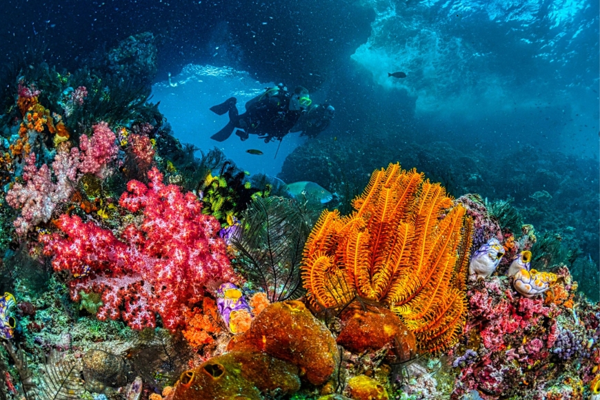 Palau - rafy koralowe