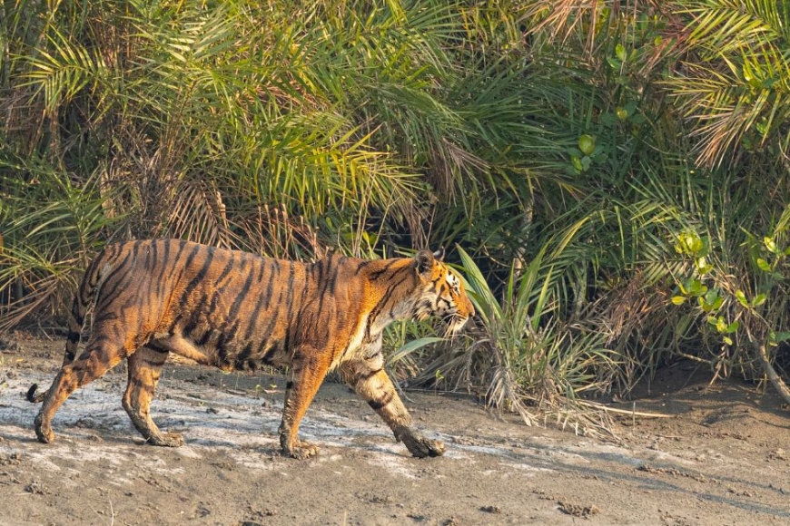 Sundarbany – królestwo tygrysa bengalskiego, egzotyczna wycieczka z Prestige Tours