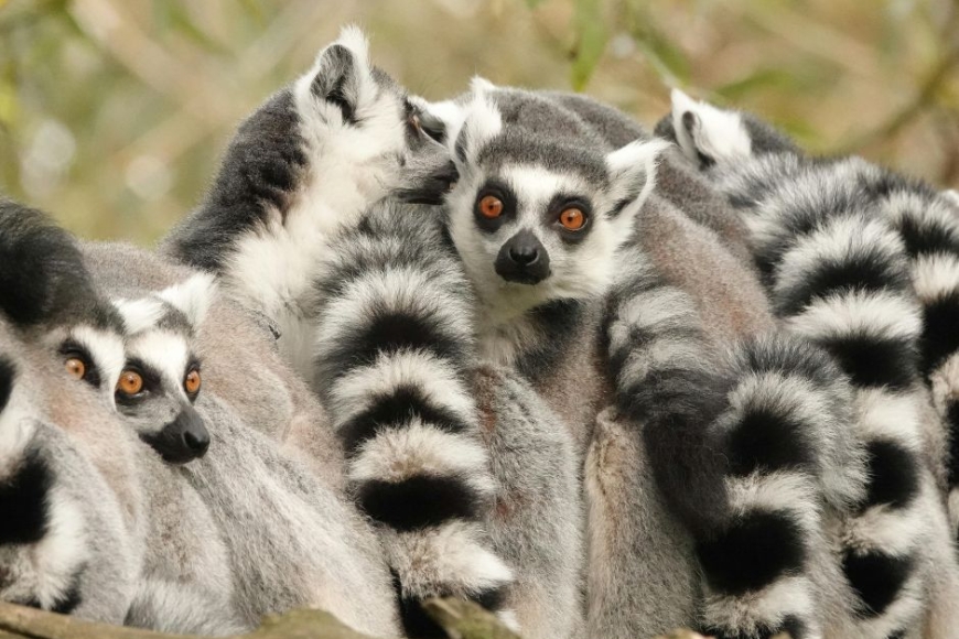 madagaskar - wycieczka egzotyczna z Prestige Tours