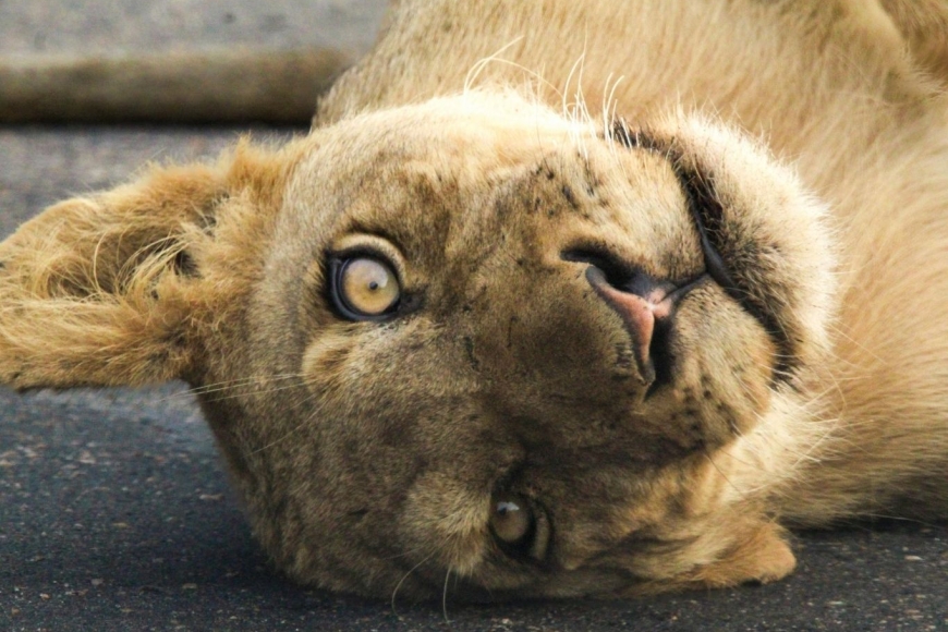 Park Narodowy Krugera