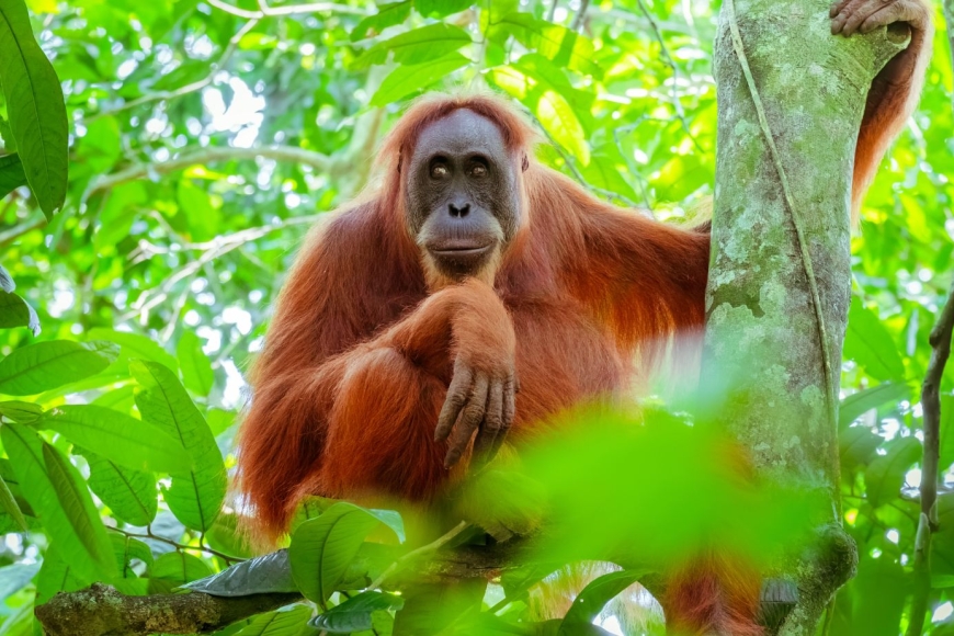 Poszukiwanie Orangutanów na Sumatrze