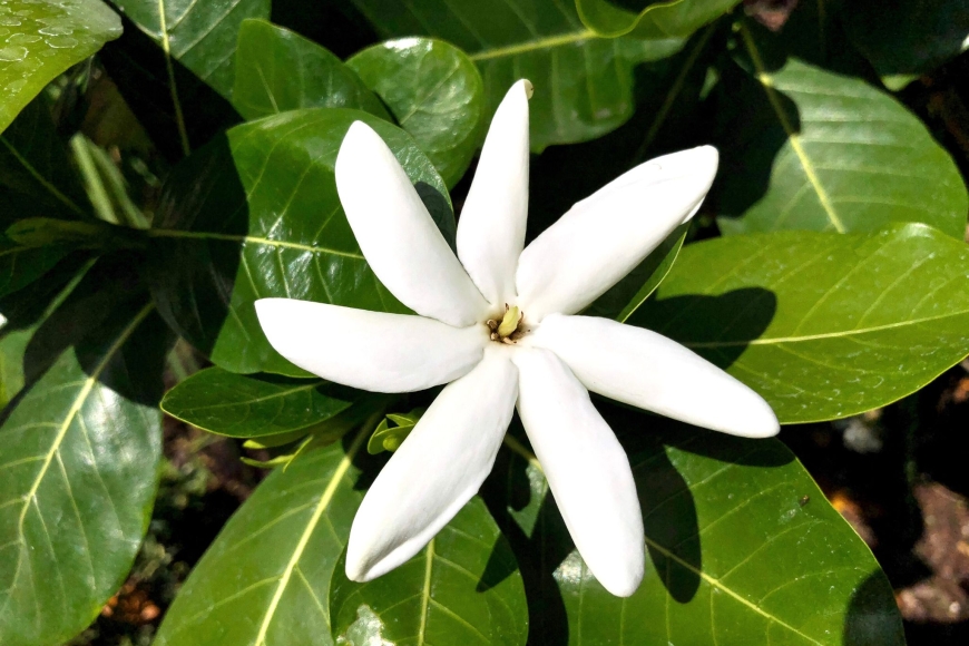 Tiare Tahiti