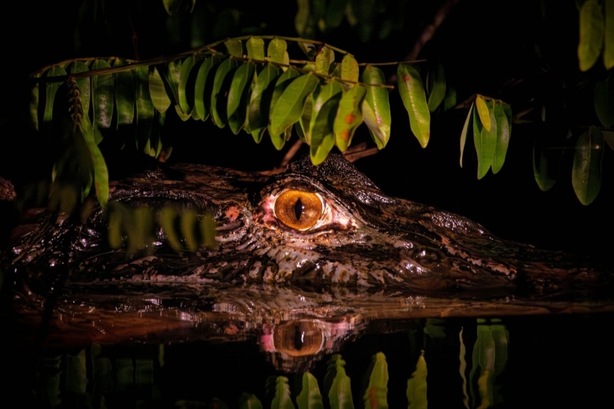 Amazonia nocą