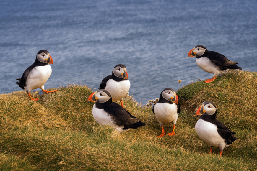 Ptaki Wysp Owczych – ciekawostki