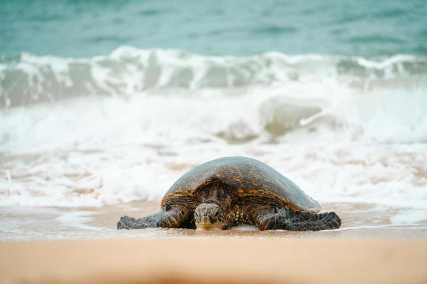 Moheli na Komorach – wyspa żółwi i klejnot Oceanu Indyjskiego