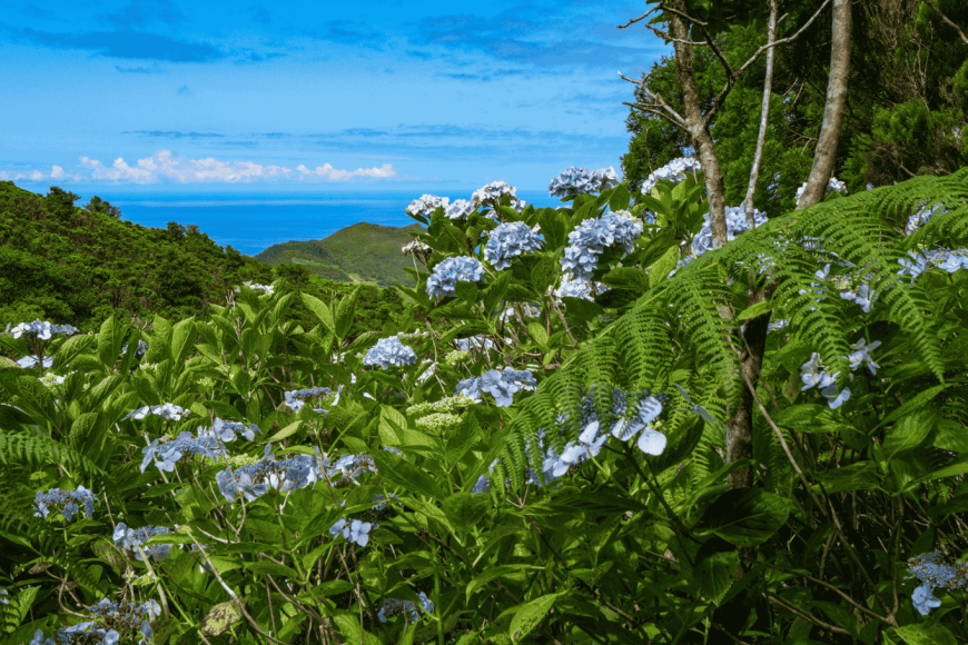 Przyroda Azorów – wulkaniczne krajobrazy i wyjątkowa przyroda Atlantyku