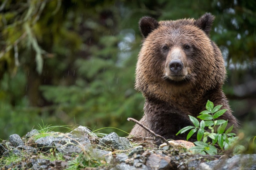 Grizzly