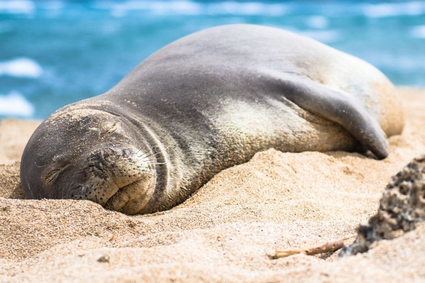 Niezwykłe zwierzęta Hawajów