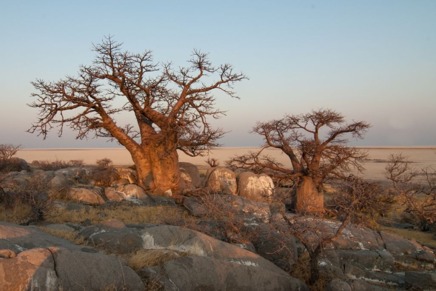 Botswana - najlepsze Safari w Afryce