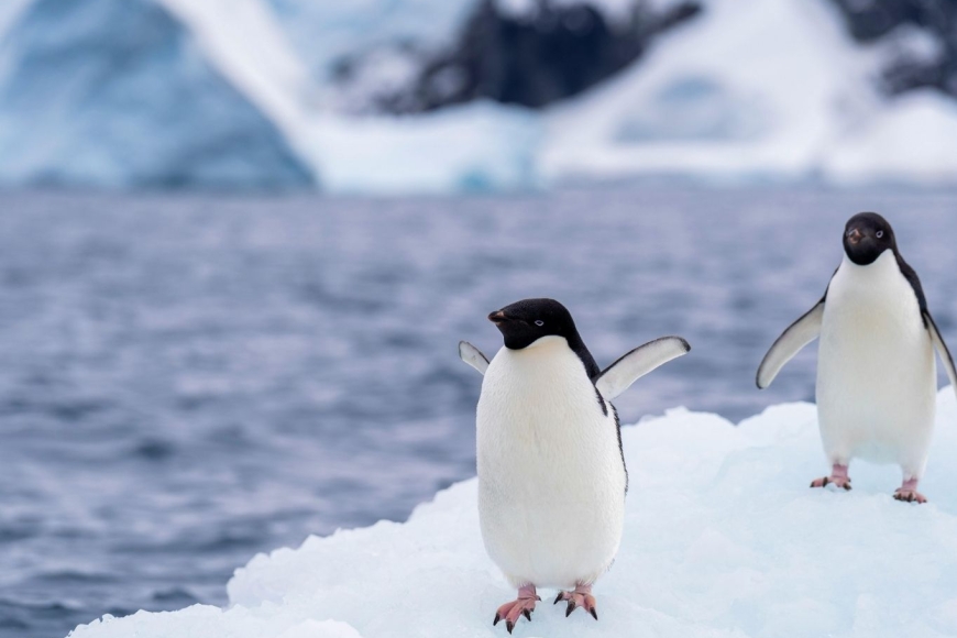 Pingwiny Antarktydy – niezwykłe ptaki lodowego kontynentu