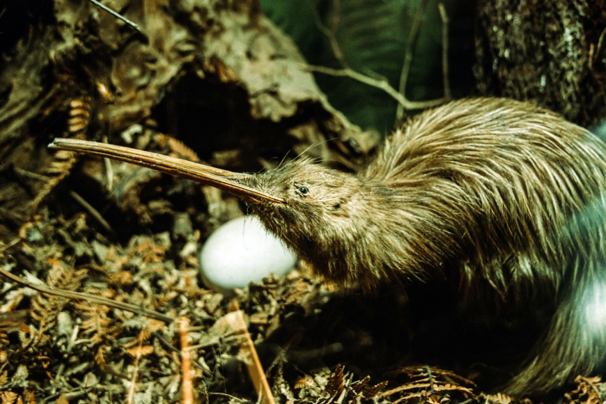 Kiwi ptak Nowej Zelandii