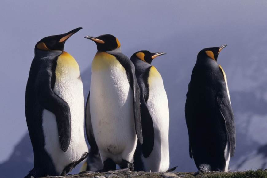 Pingwiny królewskie na Georgii Południowej – największe kolonie ptaków subantarktycznych