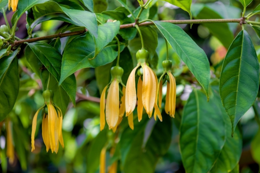 Komory – Wyspy Perfumowe, gdzie powietrze pachnie ylang-ylang