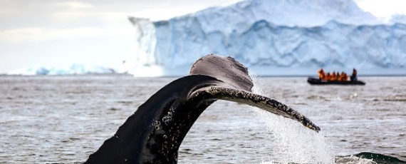 REJS - ANTARKTYDA FALKLANDY (MALWINY) POŁUDNIOWA GEORGIA - film