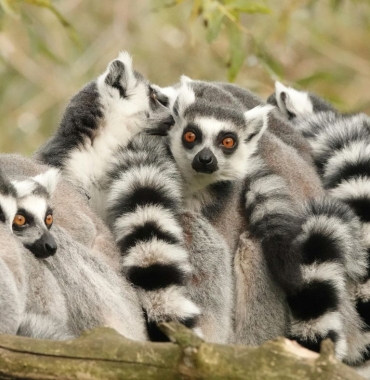 madagaskar - wycieczka egzotyczna z Prestige Tours