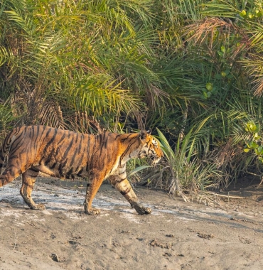 Sundarbany – królestwo tygrysa bengalskiego, egzotyczna wycieczka z Prestige Tours