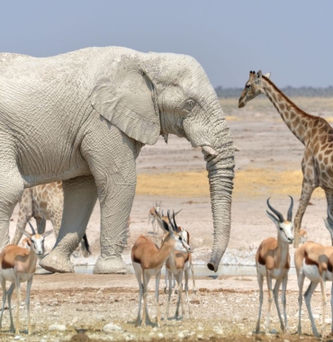 Park Narodowy Etosza w Namibii - wyprawa z Prestige Tours