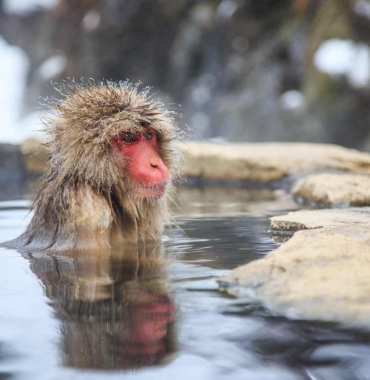 Jigokudani Monkey Park - wycieczka z Prestige Tours