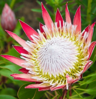 fynbos w RPA