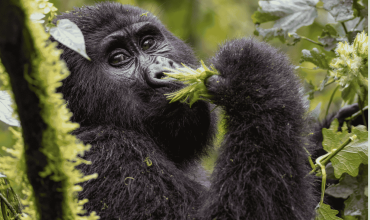 Goryle górskie w Ugandzie – trekking w Bwindi i ciekawostki
