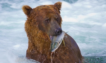 Niedźwiedzie i łososie - wielkie spotkanie drapieżnika z migracją życia