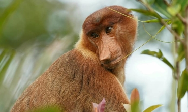 Nosacze, orangutany i Tarsjery. Gdzie szukać najdziwniejszych zwierząt Azji Południowo-Wschodniej?