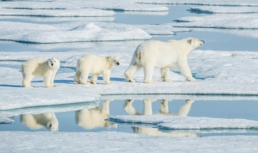 Niedźwiedzie polarne na Spitsbergenie - rejs ekspedycyjny z Prestige Tours