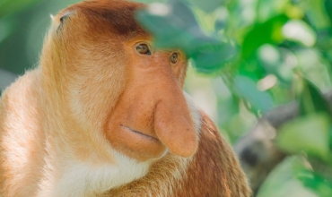 Małpy nosacze - Borneo - wycieczka egzotyczna z Prestige Tours