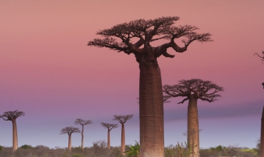 Baobaby Madagaskaru - ciekawostki - wycieczki egzotyczne z Prestige Tours
