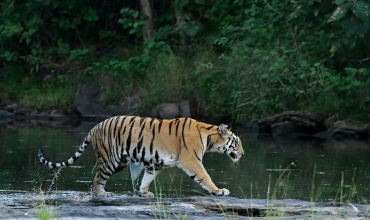 Czy naprawdę można spotkać tygrysa bengalskiego w Bangladeszu? Egzotyczne wycieczki z Prestige Tours
