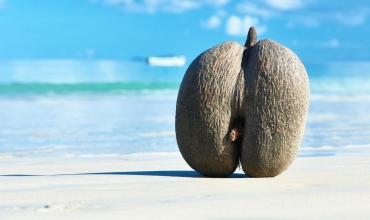 Seszele - coco de mar