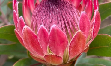 Protea - kwiat