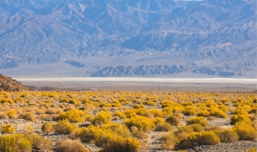 Death valley przyroda i zwierzęta wycieczka Prestige Tours