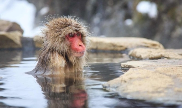 Jigokudani Monkey Park - wycieczka z Prestige Tours