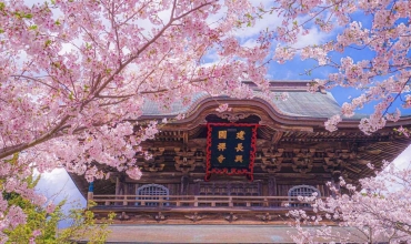 Sakura - Japonia