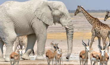 Park Narodowy Etosza w Namibii - wyprawa z Prestige Tours